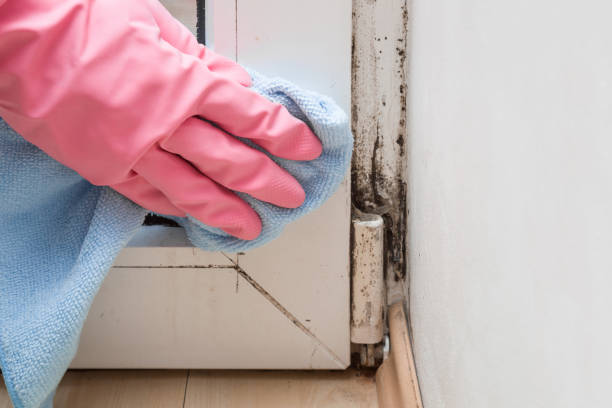 Best Asbestos and Lead Testing During Mold Inspection  in Effingham, IL